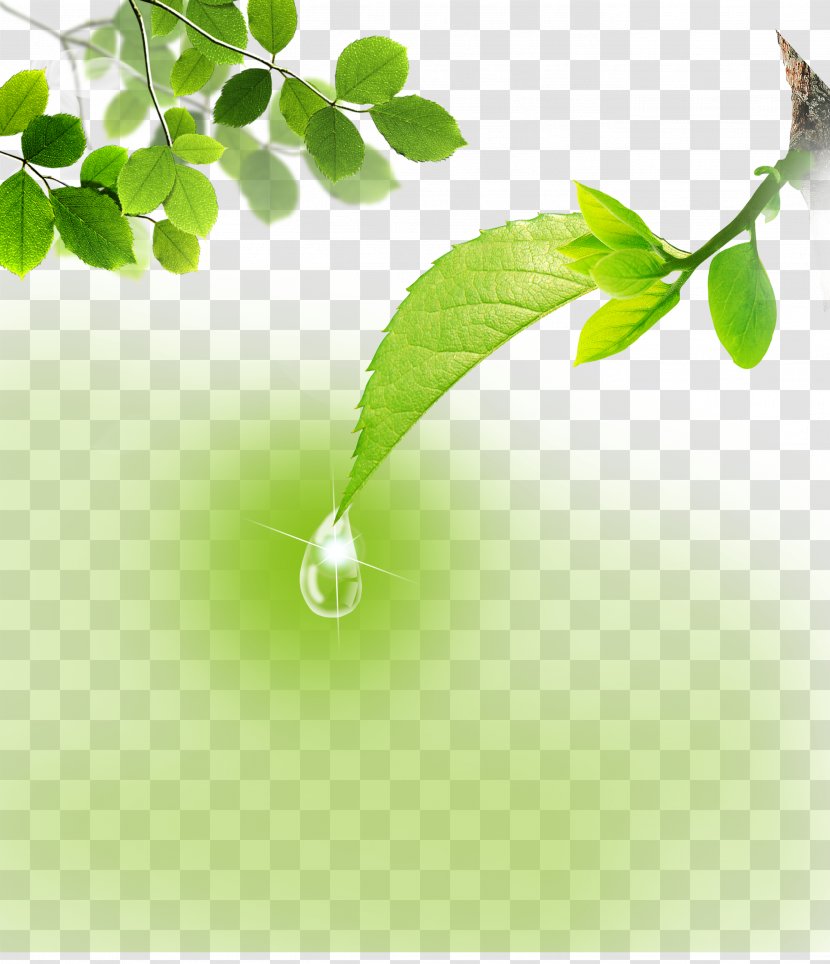 Download Icon - Branch - Green Leaves Transparent PNG