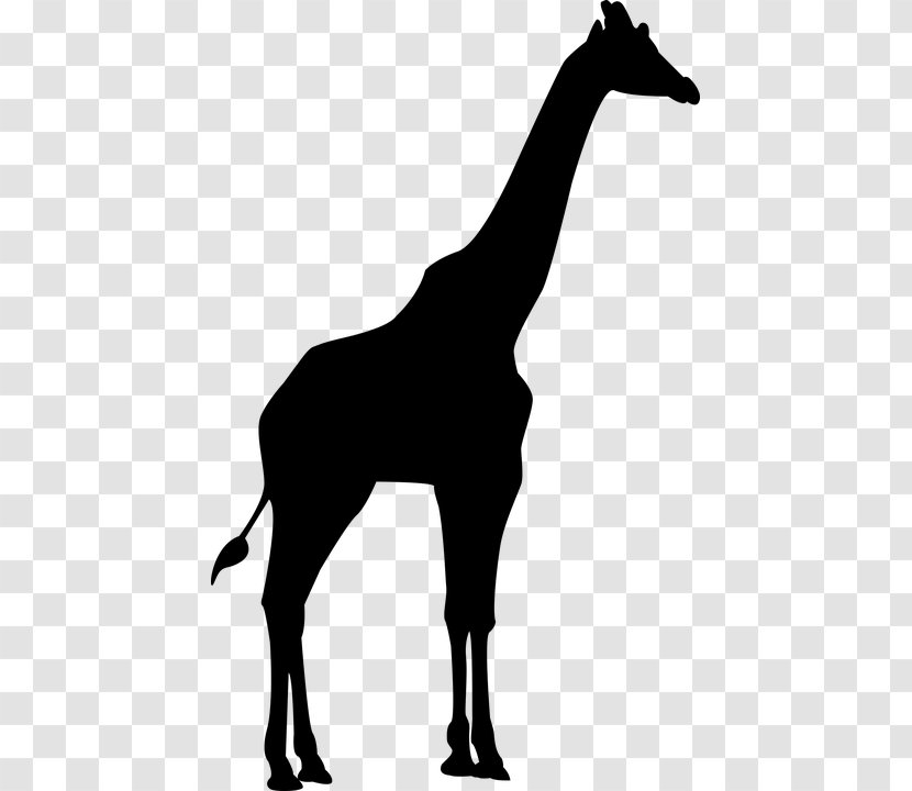 Silhouette Northern Giraffe Clip Art - Horse Like Mammal Transparent PNG