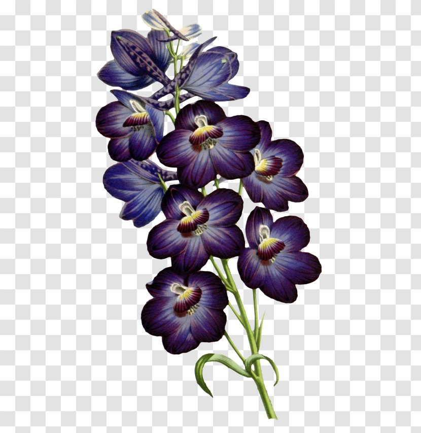 Flower Violet Plant Purple Petal - Family Viola Transparent PNG
