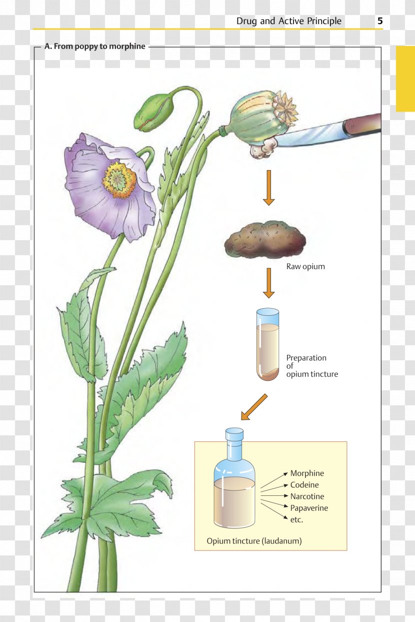 Pharmaceutical Drug Color Atlas Of Pharmacology Opioid - Cut Flowers - Prescription Transparent PNG