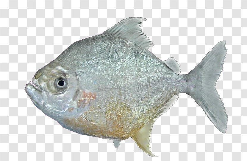 Wimple Piranha Catoprion Serrasalmus Fish - Animal - Crookedstar Transparent PNG