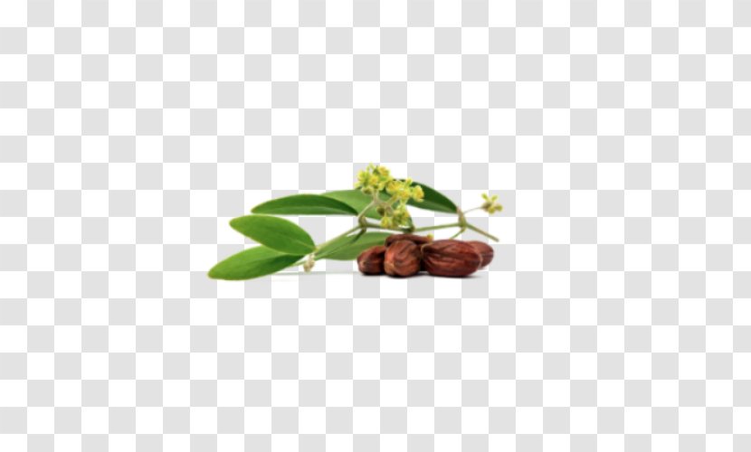 Jojoba Oil Seed - Tree Nuts Transparent PNG