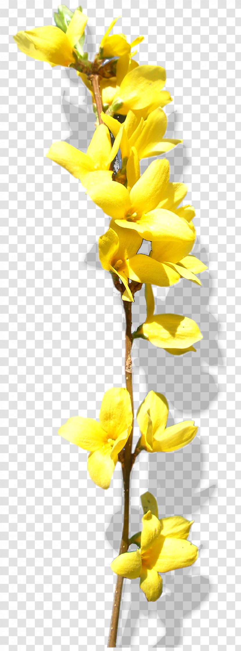 Cut Flowers Chimonanthus Praecox Yellow - Plant Stem - Flower Transparent PNG