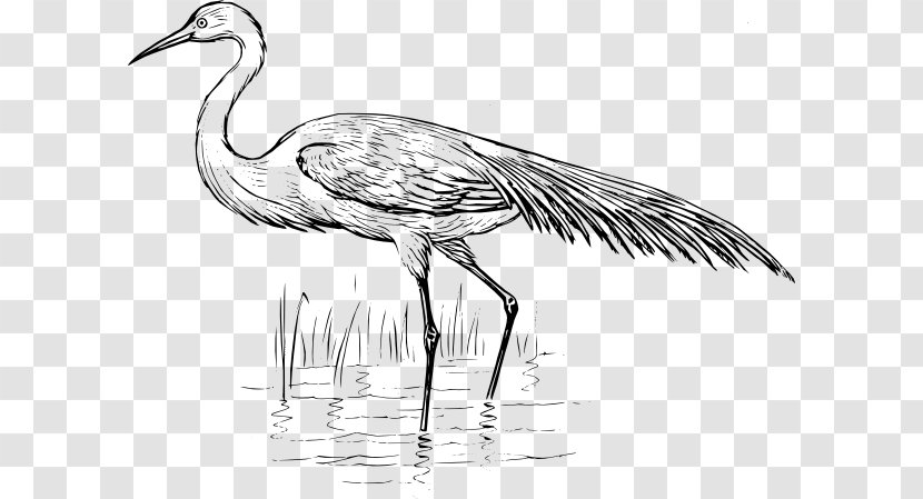 Blue Crane Bird Heron Egret - Beak Transparent PNG