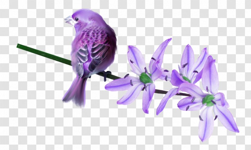 Bird Owl Lilac Clip Art - Parakeet - Violet Transparent PNG