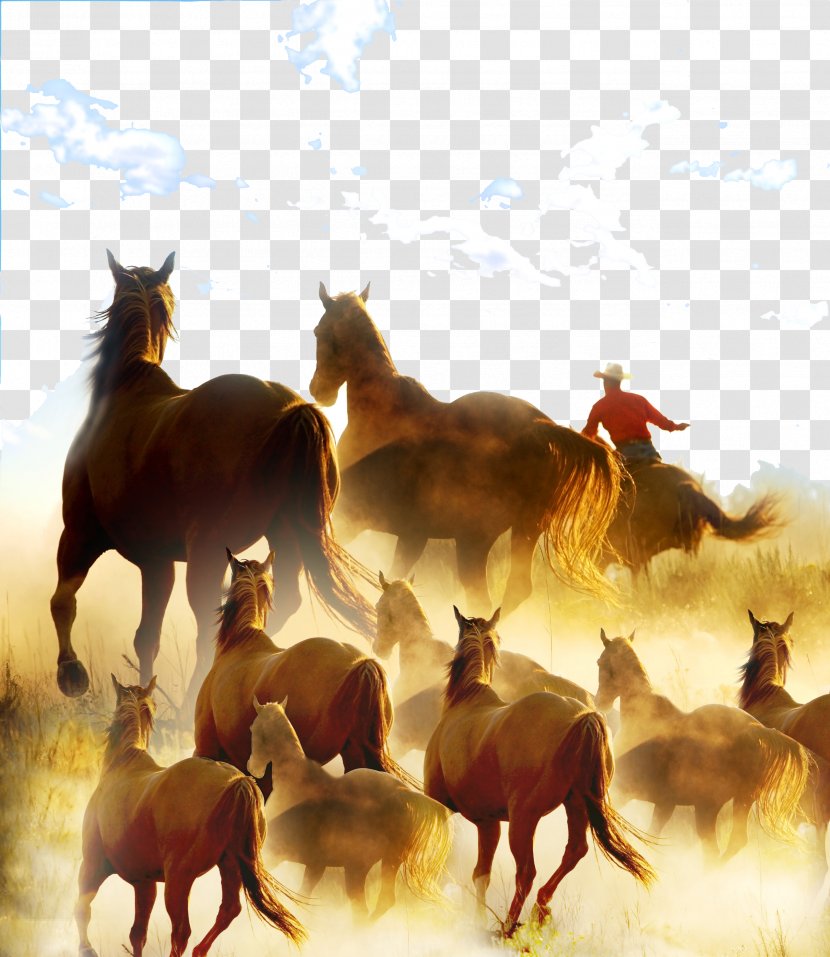 Stock Horse Cowboy Ranch Rodeo - Stallion - Wanma Pentium Transparent PNG
