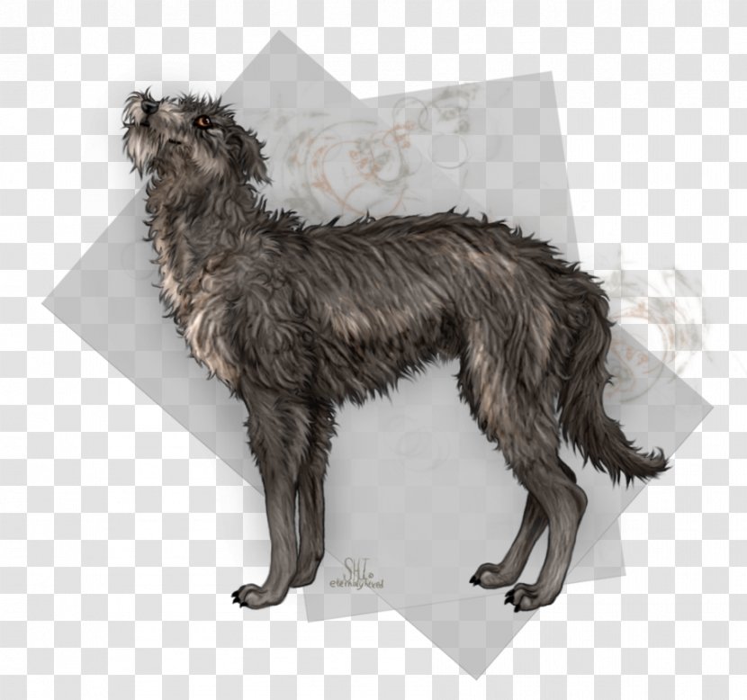 Dog Breed Scottish Deerhound Scotland Fur - Irish Wolfhound Transparent PNG