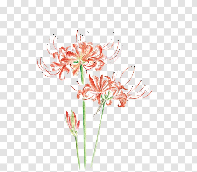 Flower Drawing Watercolor Painting Illustration - Board - Flowers Transparent PNG