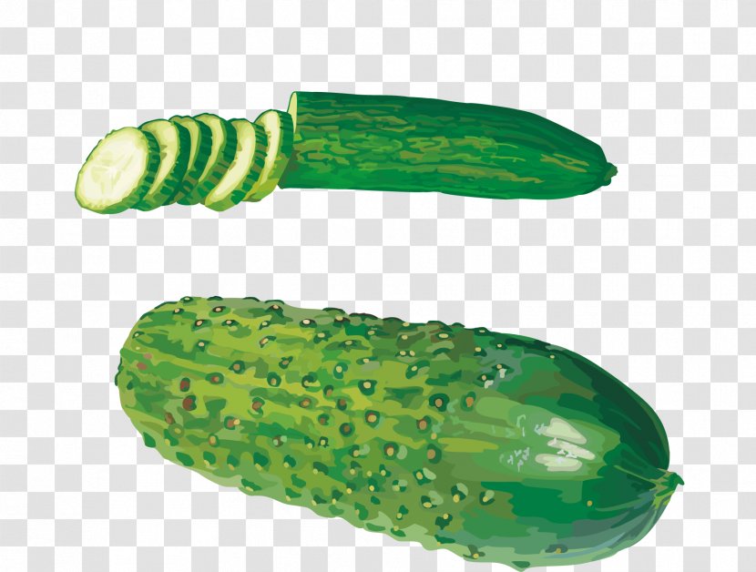 Cucumber West Indian Gherkin Vegetable Clip Art - Hand Painted Watercolor Transparent PNG