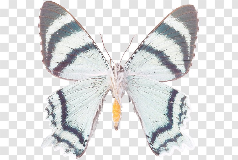 Brush-footed Butterflies Silkworm Gossamer-winged Butterfly And Moths Transparent PNG