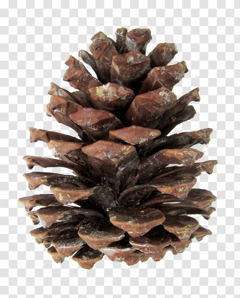 Pine Conifer Cone Image Desktop Wallpaper - Digital Art - Bird Feeder Transparent PNG