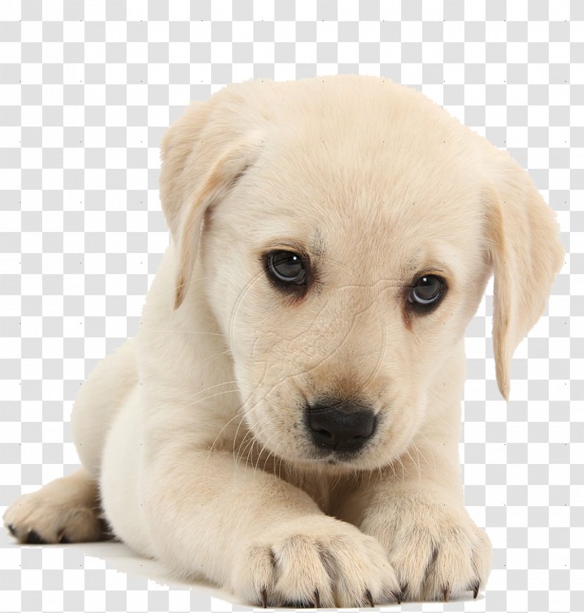 Labrador Retriever Puppy Pet Sitting Cat Kitten - Golden Transparent PNG