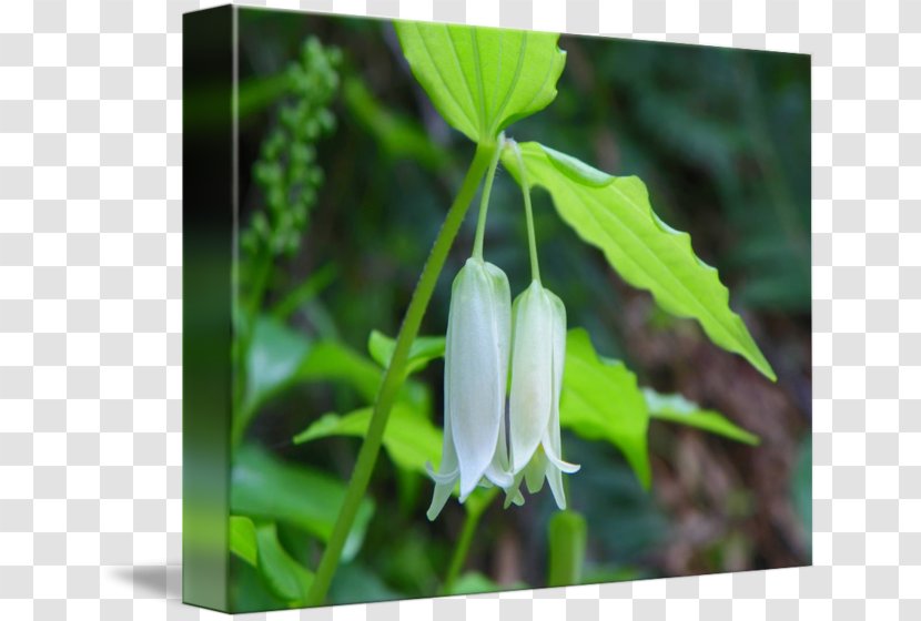 Fritillaries Plant Stem Leaf Wildflower - Bellflower Family - Lantern In Kind Transparent PNG