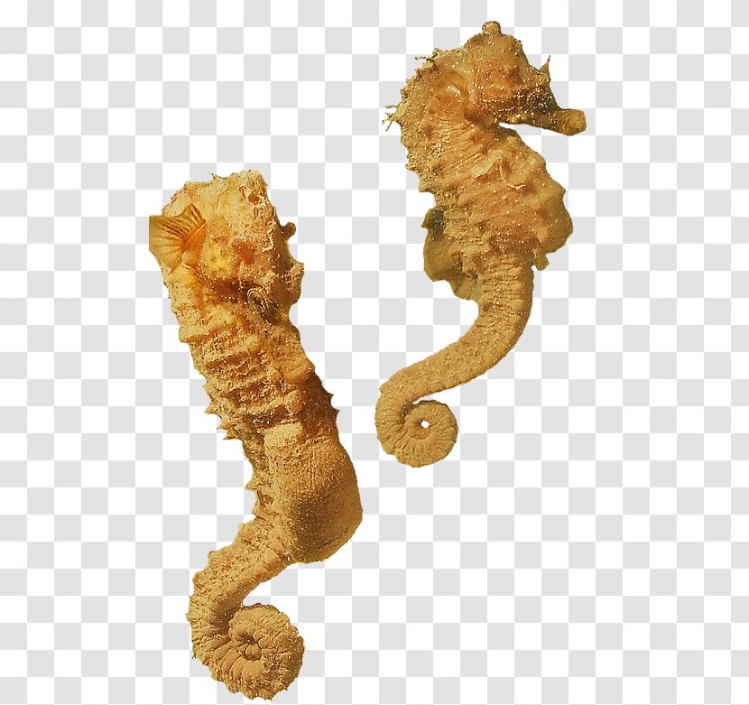 Seahorse Syngnathiformes Animal - Organism Transparent PNG