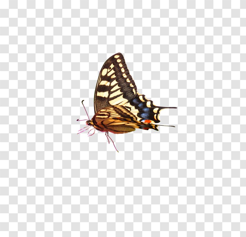 Computer Graphics - Pollinator - Butterfly Transparent PNG