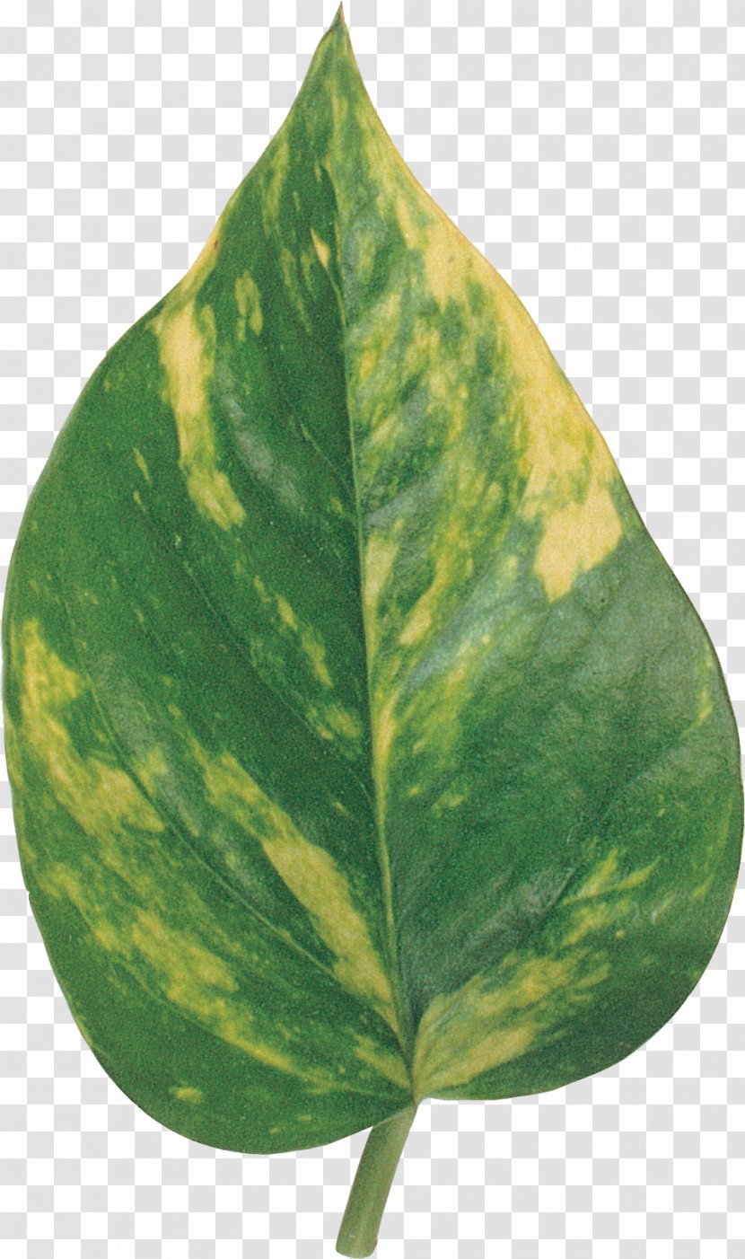 Plant Pathology Leaf - BAY LEAVES Transparent PNG