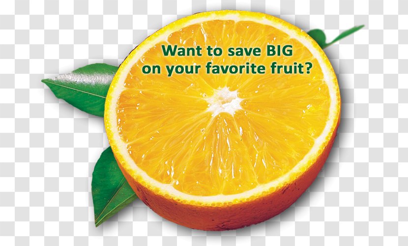 Tangelo Mandarin Orange Rangpur Bitter - County Florida - Grapefruit Transparent PNG
