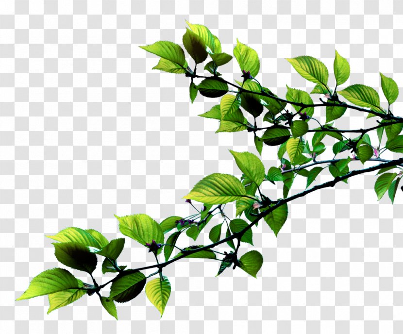 Leaf Plant Stem Twig Succulent Transparent PNG