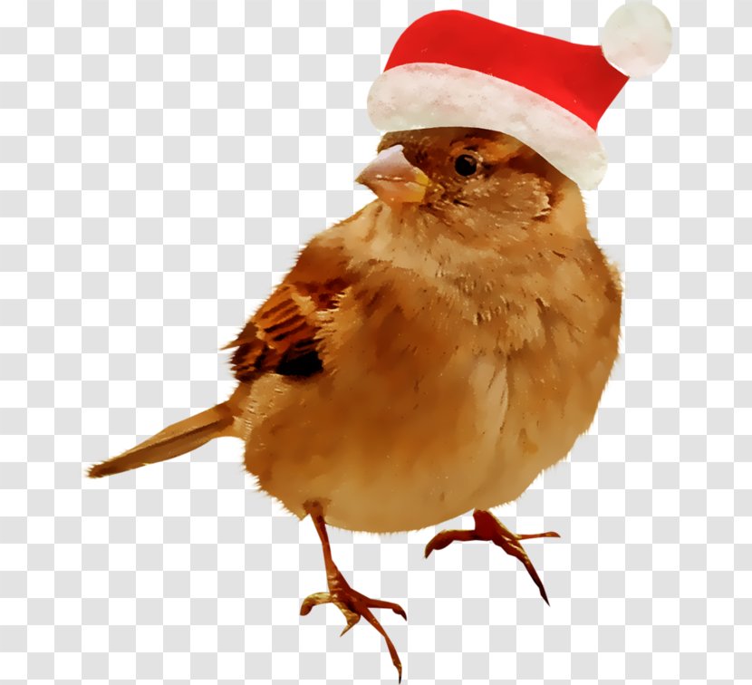 Bird Sparrow Animal Cygnini - Nest Transparent PNG