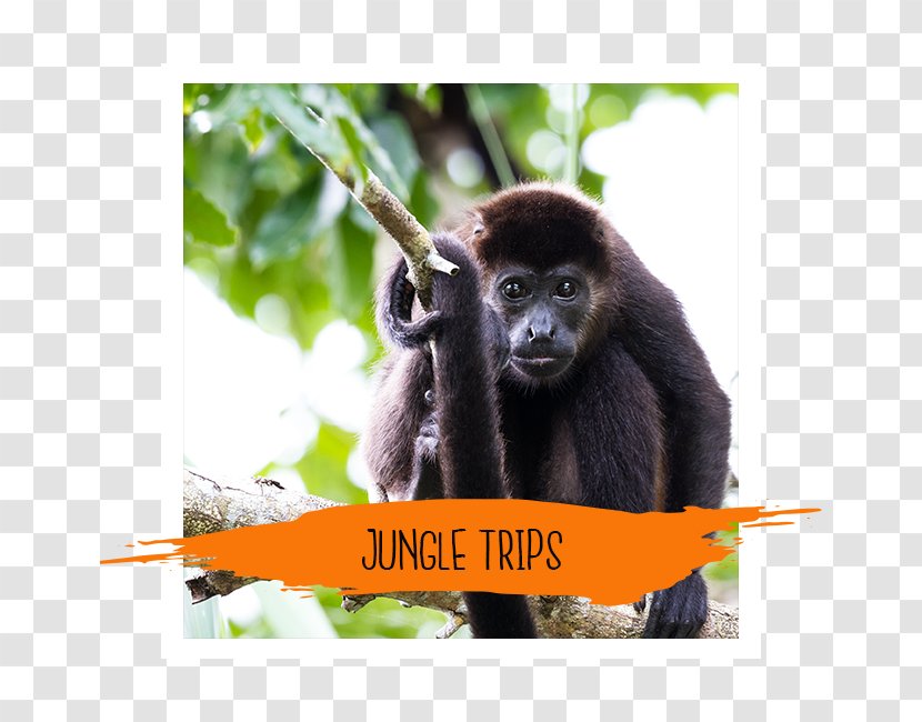 Western Gorilla House Over The Water Rentals Accommodation Orangutan - Storey - Trip Transparent PNG