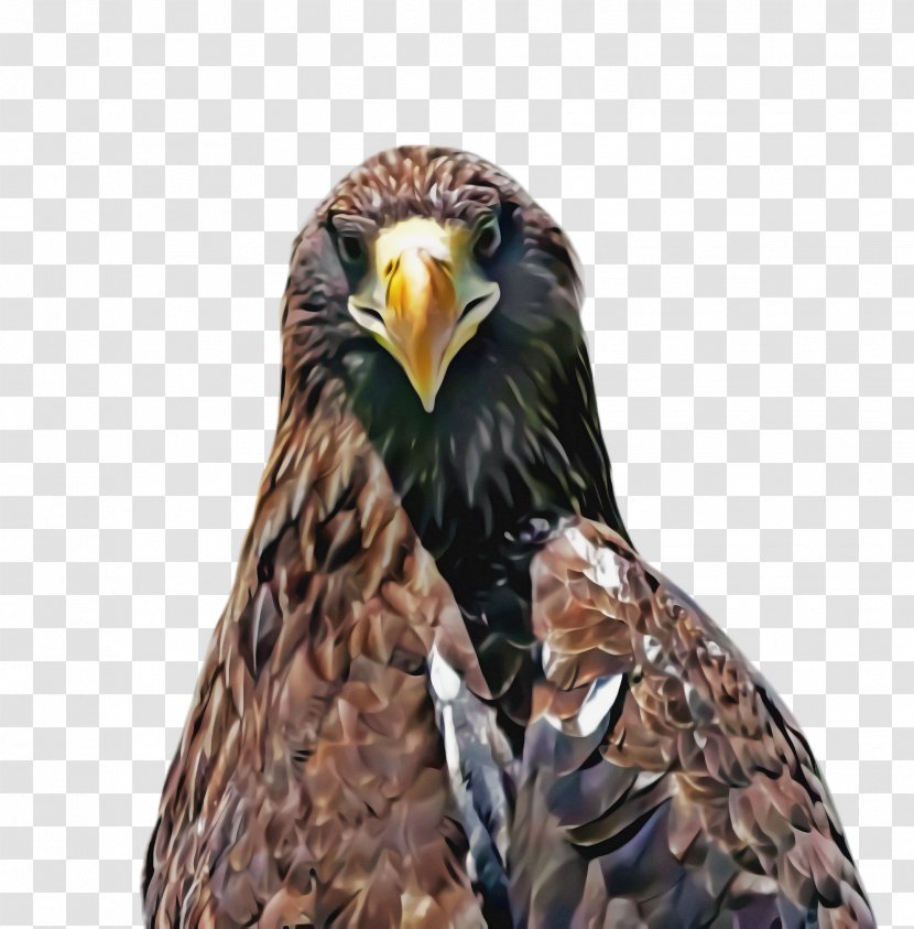 Bird Of Prey Eagle Accipitridae Beak - Hawk Kite Transparent PNG