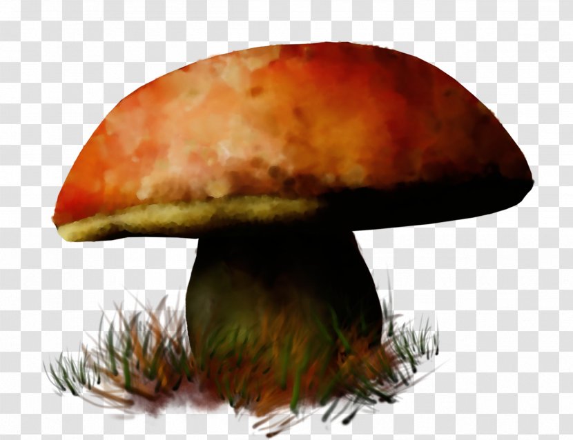 Mushroom Penny Bun Bolete Edible Agaric - Paint - Fungus Agaricus Transparent PNG