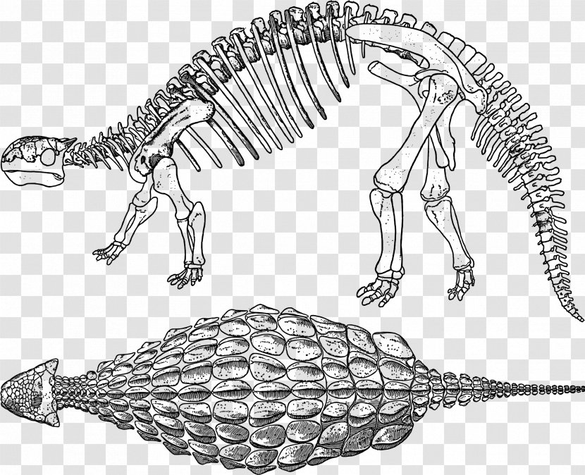 Ankylosaurus Tyrannosaurus Stegosaurus Dinosaur Euoplocephalus - Bones Transparent PNG