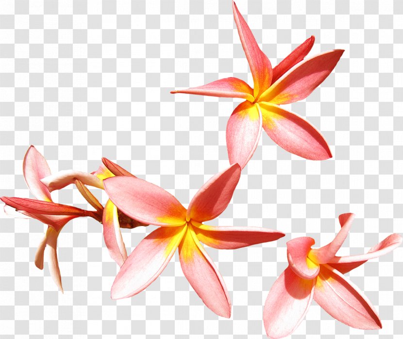 Flower Frangipani Clip Art - Flowering Plant - Tropical Transparent PNG