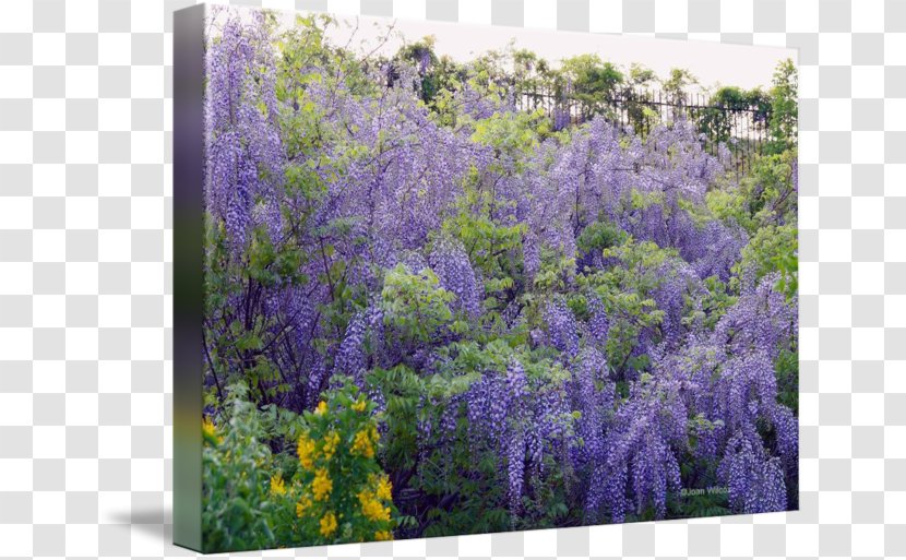 English Lavender Ecosystem Shrub Wildflower - Lilac - Wisteria Watercolor Transparent PNG