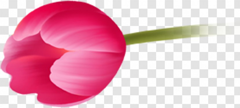 Petal Close-up Magenta Tulip - Closeup Transparent PNG