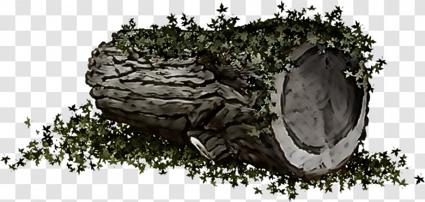 Tree Trunk Drawing - Rock Plant Transparent PNG