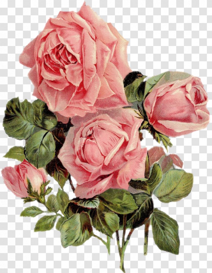 Cut Flowers Centifolia Roses Yarn Garden - Crossstitch - Watercolor Transparent PNG