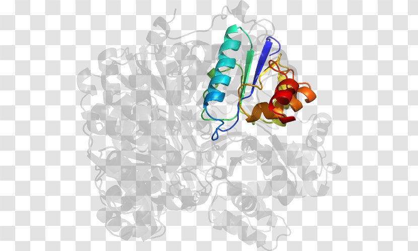 HBB Clip Art - Cartoon - Carbamoyl Phosphate Synthetase I Transparent PNG