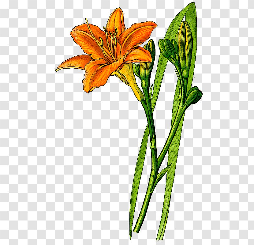 Orange Day-lily Yellow Daylily Flower Botanical Illustration Clip Art - Lily Transparent PNG