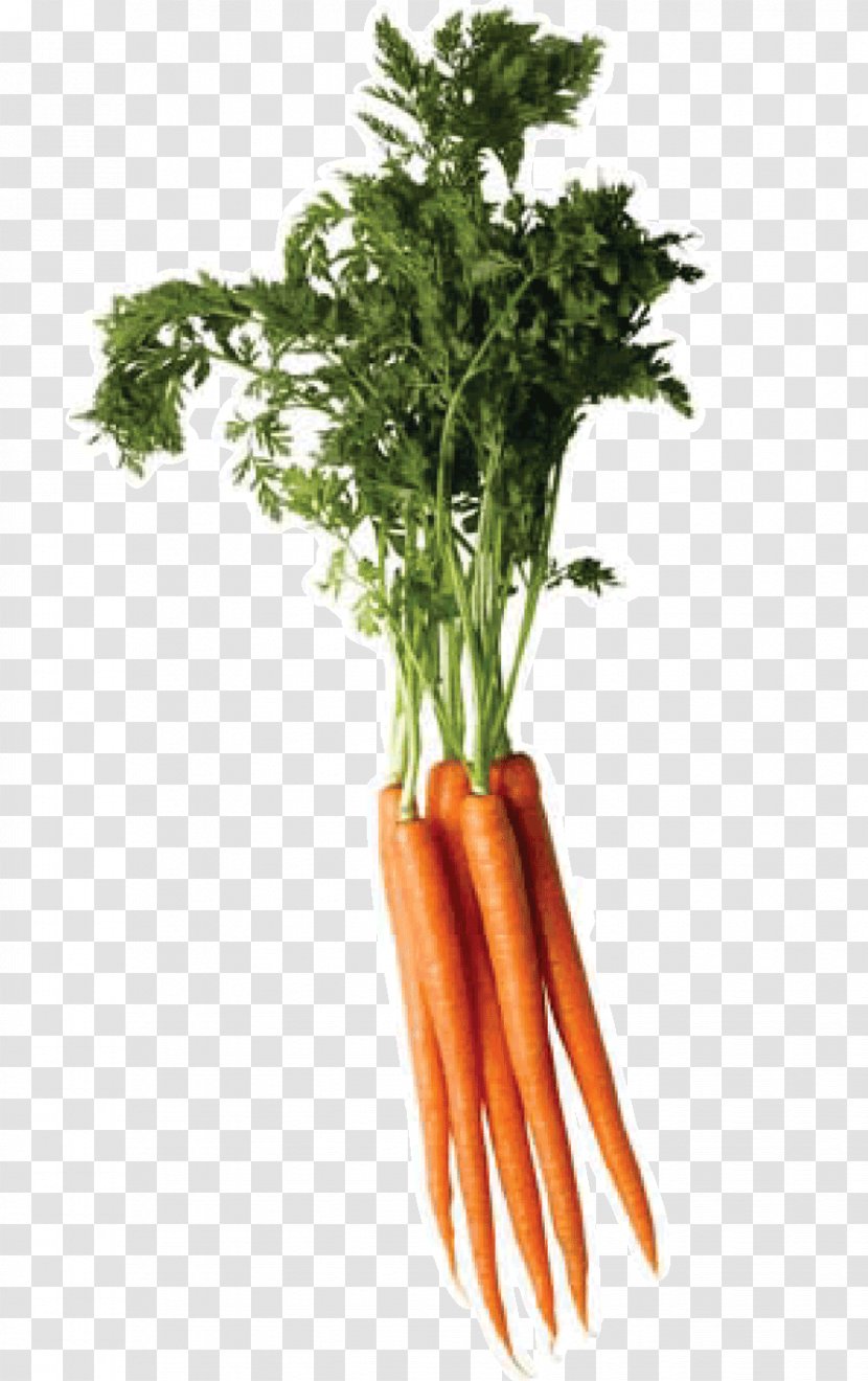 Carrot Vegetable - Flowerpot - Image Transparent PNG