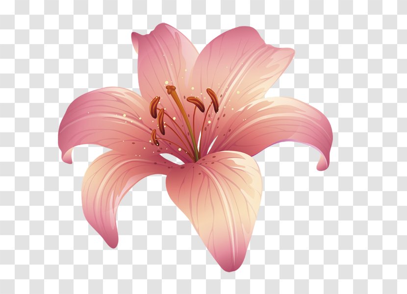 Lilium Floral Design Pink - Fleurdelis - Lily Transparent PNG