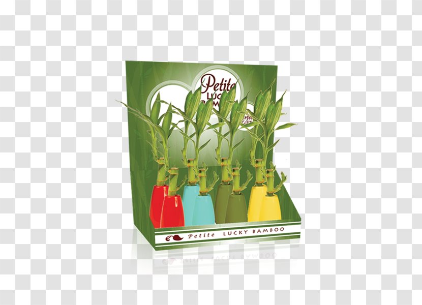 Lucky Bamboo Plant Flowerpot Transparent PNG