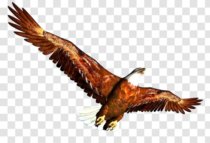 Clip Art - Bird Of Prey - Eagle Transparent PNG