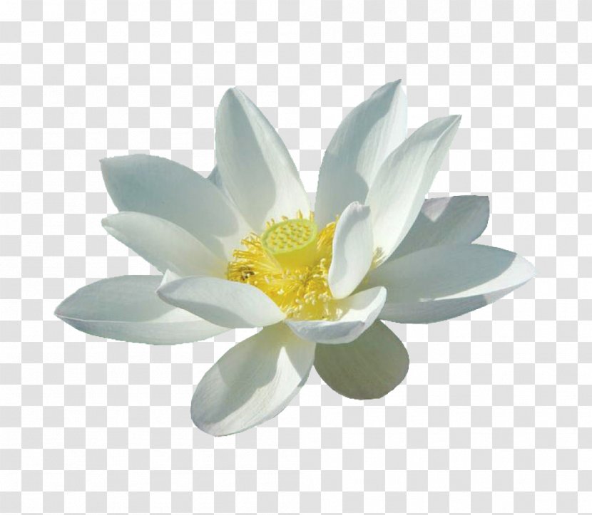 Nelumbo Nucifera White Flower - Lotus - Three-dimensional Blooming Transparent PNG