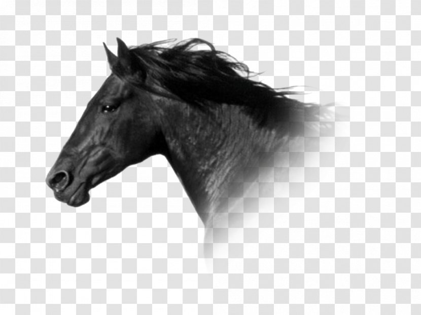 Connemara Pony Mane Mustang Stallion - Breed Transparent PNG