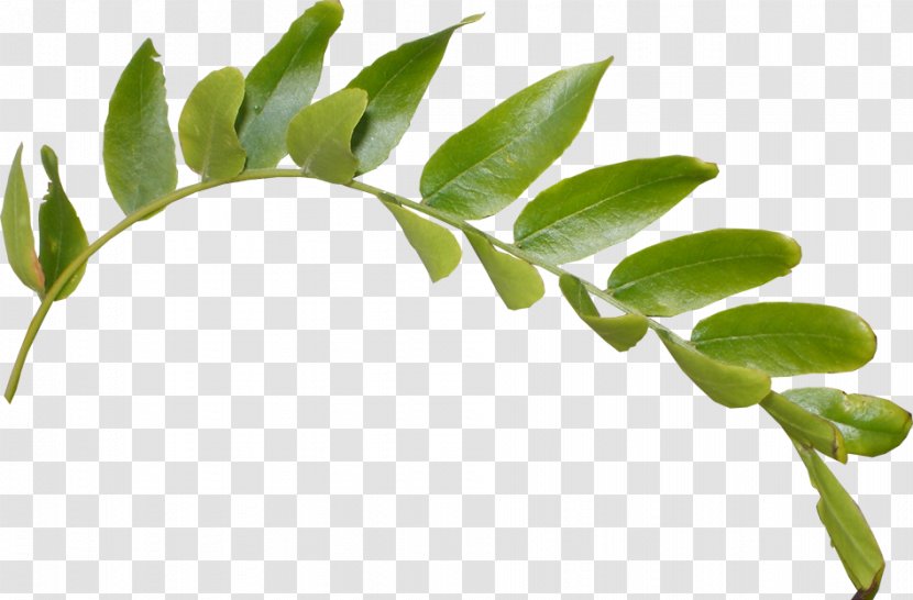 Leaf Image Plant Stem Twig - Online Video Platform Transparent PNG