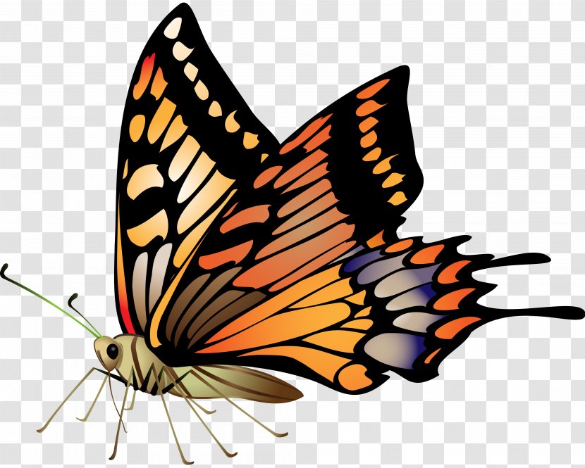 Butterfly Drawing Clip Art - Wing - Insect Transparent PNG