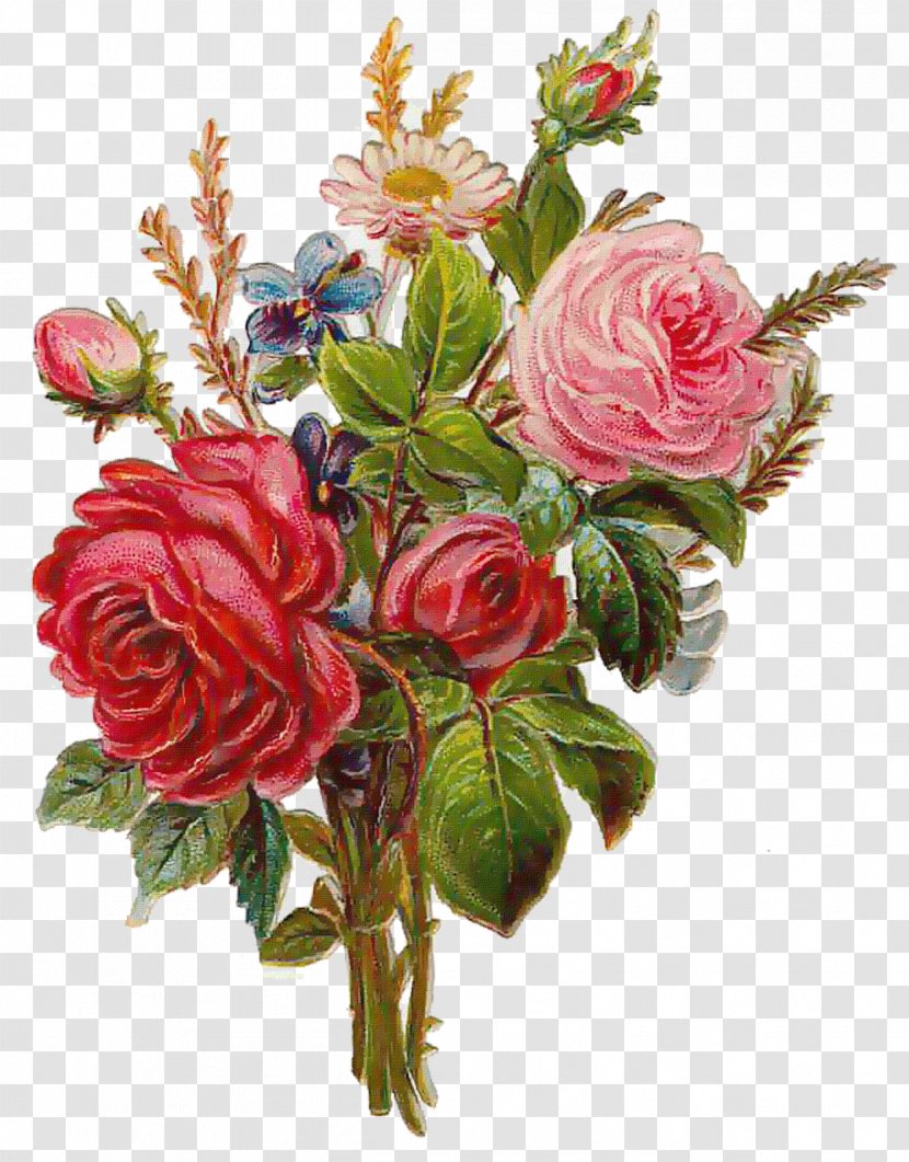 Old Roses And English Flower Garden - Floristry - Rose Transparent PNG