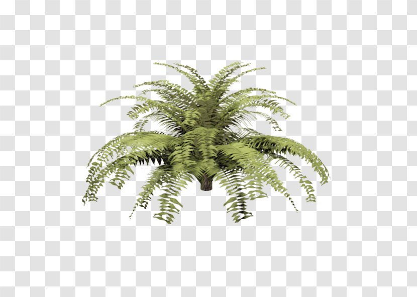 Microsorum Pteropus Fern Dennerle Arecaceae Flower - Lane Crawford - Helecho Transparent PNG