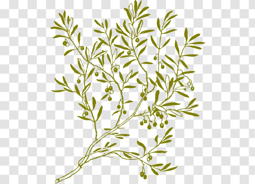 Olive Branch Clip Art - Plant Stem - Wreath Transparent PNG