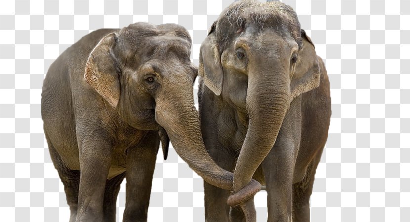 African Elephant Laptop Desktop Wallpaper - Tusk Transparent PNG