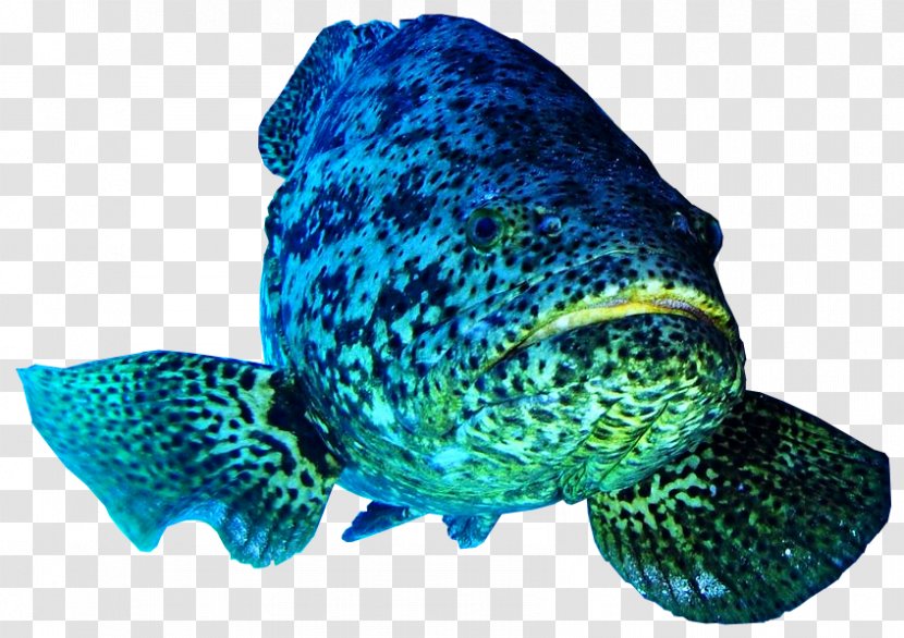 Atlantic Goliath Grouper Pacific Belize Barrier Reef Fish Giant - Marine Biology Transparent PNG