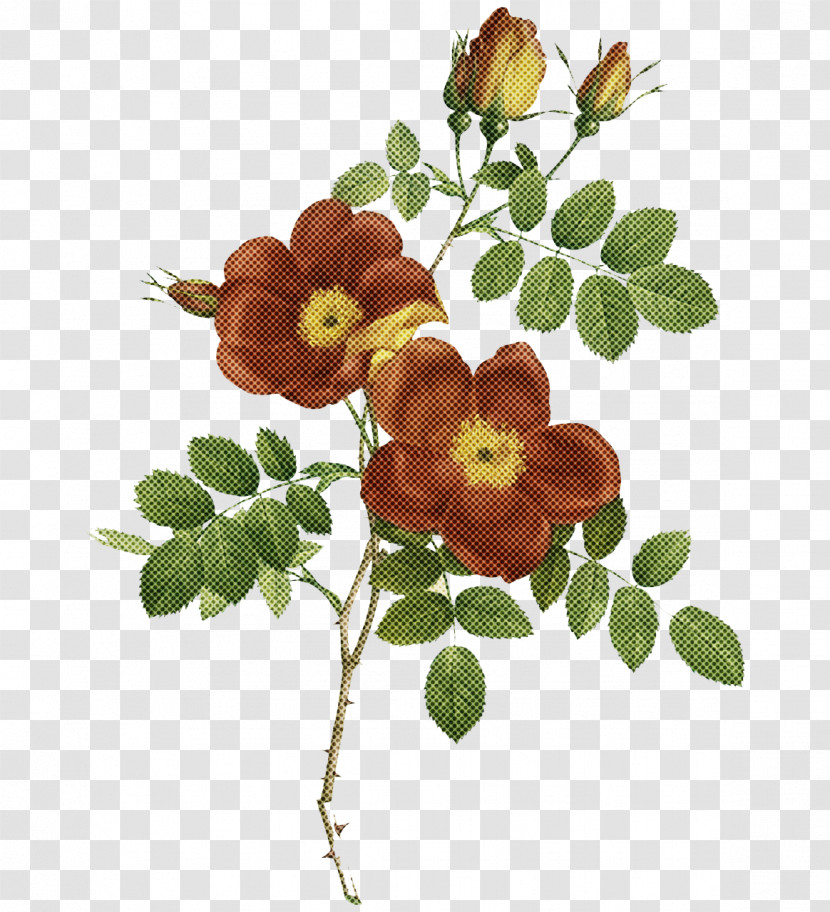 Floral Design Transparent PNG