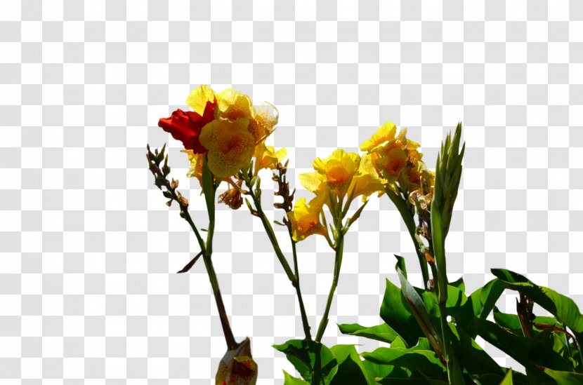 Cut Flowers Bud Plant Stem - Blog - Yellow Transparent PNG