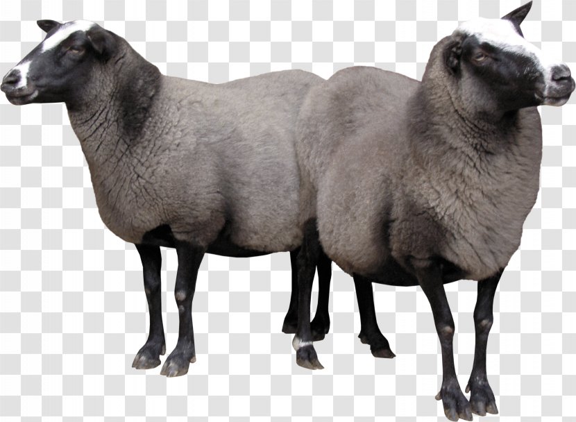 Merino Goat - Snout - Two Sheeps Image Transparent PNG